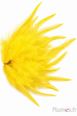 Hahnenkreuz - 8-12 cm - gelb